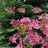 azalees au Jardin exotique